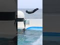 ラビー u0026小松トレーナーさんのキレッキレ「スカイロケット」 shorts 鴨川シーワールド シャチ kamogawaseaworld orca killerwhale