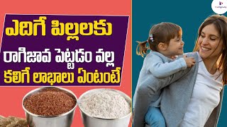 పిల్లలకు మరో అద్భుతమైన ఆహారం రాగి జావ |Amazing Benefits of Ragi Java in telugu | Babies Organic Food