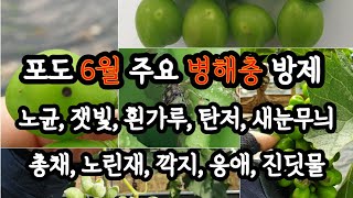 6월 장마기, 포도 봉지씌우기전 주요 병해충 방제 중요 !!