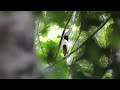 オオヤイロチョウ（ivory breasted pitta）の囀り