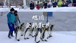 来北海道旭川，不能错过旭山动物园冬季才有的企鹅散步【痒痒看世界】