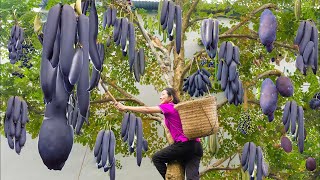 Moringa Drumsticks | How to Harvest, Prepare, and Eat the Seed Pods of the Moringa Tree