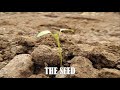 THE SEED