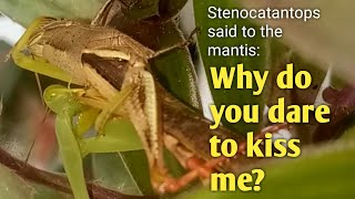 Mantis vs beautiful grasshopper (Stenocatantops splendens)