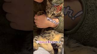 【狆とミニチュアダックスのMIX犬\u0026保護猫】遊んでもらった日ハイライト