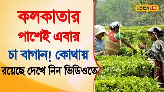 Bangla News | কলকাতার পাশেই এবার চা বাগান! কোথায় রয়েছে দেখে নিন ভিডিওতে  | Tea Garden  |  #local18