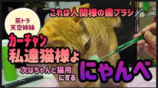 【茶トラ猫】歯ブラシって何 ではどうぞ