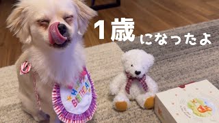 生まれて初めての誕生日🎁を盛大にお祝いしてみた🎂～犬3匹末っ子編～