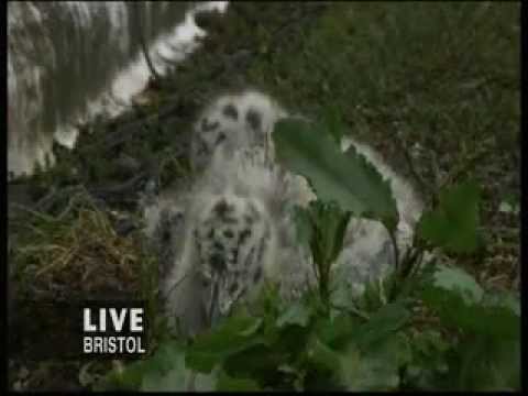 Bbc Springwatch 2013 Episode 11 Youtube
