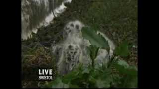 BBC Springwatch 2013 - Episode 11