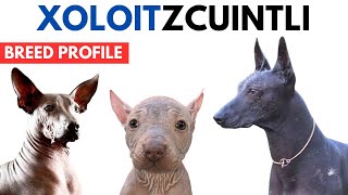 Xoloitzcuintli Breed Profile History - Price - Traits - Xoloitzcuintli Grooming Needs - Lifespan