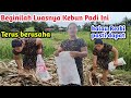 Banyak Yang sudah Ambil Mari kita Cari manatau ada Rezki di Sampai kebun padi ini