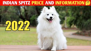 Indian Spitz Price and Information in india😍 / Indian sptiz #shorts #dogs