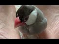 手乗り文鳥ならぬ足挟まれ文鳥　java sparrow