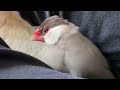 手乗り文鳥ならぬ足挟まれ文鳥　java sparrow