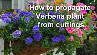 How to Propagate Verbena from Cuttings. How to take Verbena Cutting | Alexa's Garden