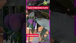 பிளாக் ஸ்டோன் மாம்பழம் | Black Stone Mango Plants available | PASUMAI BHARATHAM AGRICULTURE SOLUTION