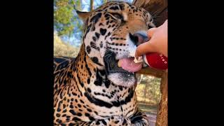 whipped cream eaten by Big cats