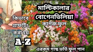 How to easy grafting bougainvillea plant//মাল্টি কালার বোগেনভিলিয়া (কাগজফুল)গ্রাফটিং