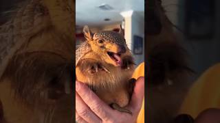 An animal with a carapace #shorts #shortvideo