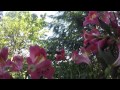 hummingbird kolibri on our balcony gopro