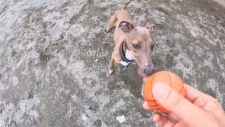 教えてないのに、ボールを持ってきてくれる保護犬子犬。天才かも？！【Day37】