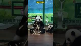 依偎在妈妈身边的妹猪 温馨有爱 幸福的猪猪 #pandacub #funny #giantpanda #cute #pandachina #animals #cutepanda #pets