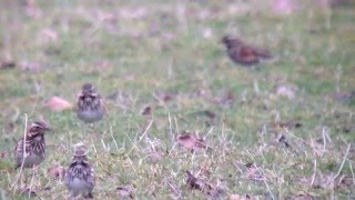 Fieldfare and Redwing, Wimpole Hall NT, Cambridgeshire, 28/2/15