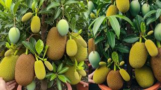 Mangoes & Jackfruit: Understanding Their Unique Growth