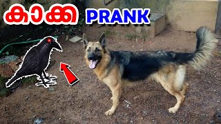 കാക്ക PRANK : Fake crow sound Prank Dog Very Funny : Try to Not Laugh All Challenge : Cheating Tessa