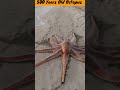 YT Natural 500 Years Old Octopus|| 😮😮 #copyrightfree #natural #shorts #4evergreen