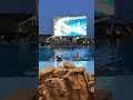 【イルカ】1 ❹くるくるまわるよ〜 名古屋港水族館