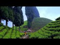 আমার দেখে সেরা চা বাগান gopaldhara tea estate darjeeling tea garden