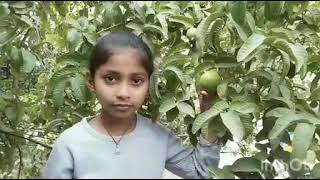 Guava Tree in my Garden\u0026 uses|తీయని జామకాయ చెట్టు