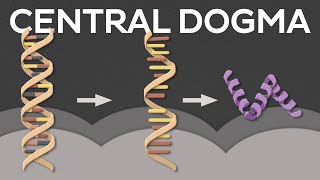 Central dogma of molecular biology