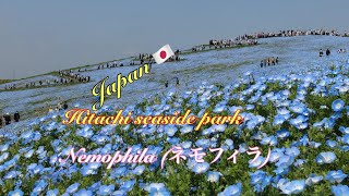 Japan, ibaraki ken flower garden 2023