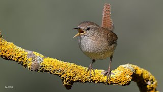 Çit kuşu [ Eurasian Wren - Troglodytes troglodytes ]