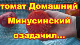 Все Минусинские супер томаты, но Домашний оказался скупым