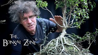 Pruning Back My Tall Bonsai, Part 2, The Bonsai Zone, Oct 2019