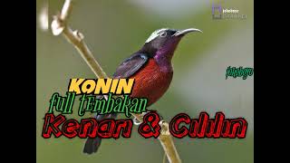 Masteran kolibri gacor | kolibri isian kenari & cililin | kolibri mancing emosi lawan 💯% Ampuh!!