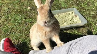 甘えん坊野うさぎが膝の上に乗って来た！人に興味津々