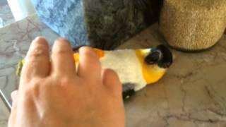 Crazy Caique Parrot Hopping, Wrestling, Talking!