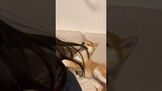 飼い主の髪の毛がやみつきになる犬　#犬 #子犬 #豆柴 #puppy #shiba