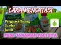 Cara Mengatasi Penggerek Batang dan Sundep Pada PADI