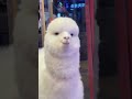 Llama smiling 🦙😲| Subscribe for more