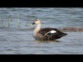 Spotted Ducks Bathing in the River