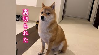 ママと弟犬に置いて行かれて不満が態度に出ちゃう人間みたいな柴犬が可愛すぎた