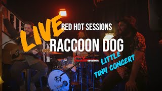 Raccoon Dog -Red Hot Session Tiny Little concert series