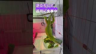 【グリーンイグアナ】逆立ちしながら器用に食事するイグアナ#iguana #reptiles #イグアナ #爬虫類 #逆立ち