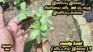 சீனியை விட 300 மடங்கு இனிப்பு சுவையான இனிப்பு இலை #சீனி துளசி #candy Leaf #Stevia rebaudiana